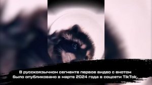 ЕНОТ ТАНЦУЕТ ПЕДРО-ПЕДРО / Танцующий енот мем