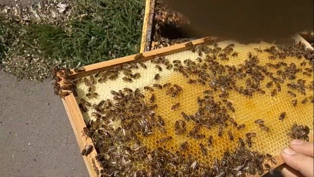 пластиковая вощина часть 3 смотреть онлайн