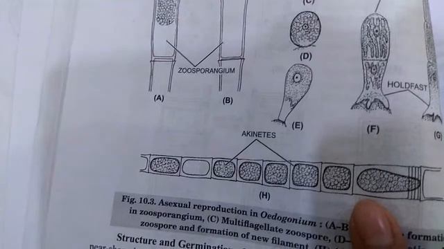 Asexual Reproduction in Oedogonium by Akinete spore смотреть онлайн