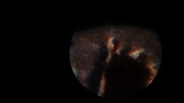 осмотр бабочкиных деталей в микроскопе