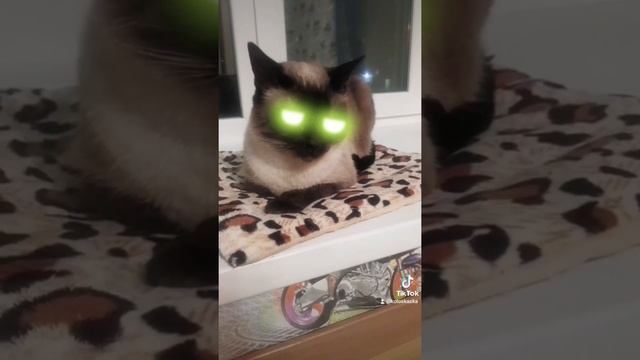 Котосказка. Григорий Остер. Дети и эти. Песочница с пистолетом. смотреть онлайн