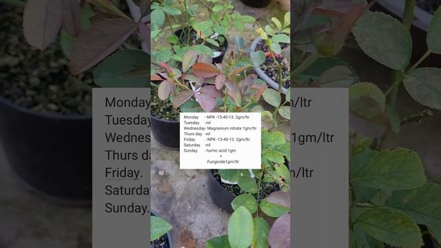 #rose plant care- use of magnesium nitrate смотреть онлайн