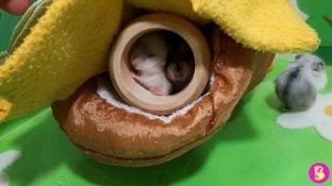 ПРАНК НАД ПАПОЙ** ХОМЯК БЛОГЕР в БУТЕРБРОДЕ