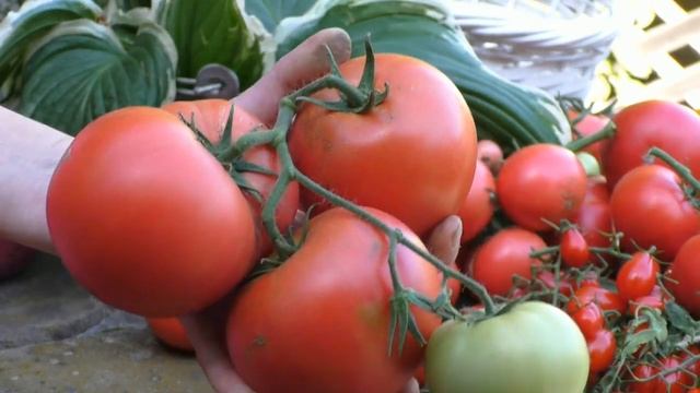 Итоги моего томатного сезона смотреть онлайн