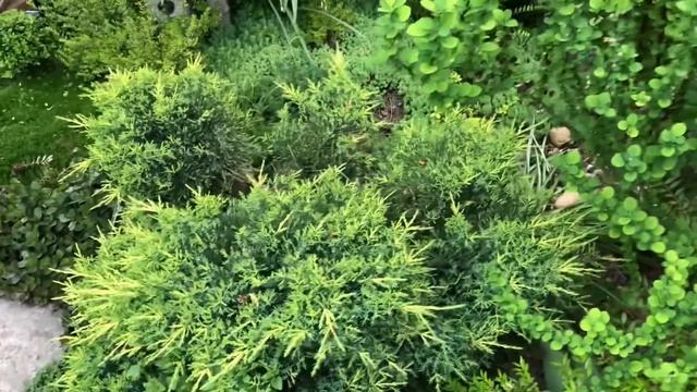 ВЕЧЕРНЯЯ ПРОГУЛКА ПО ЮЖНОМУ САДУ. МОИ ХВОЙНЫЕ🌲 смотреть онлайн