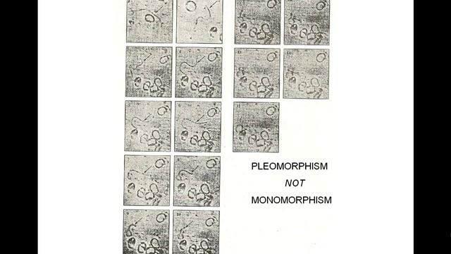 The PH Miracle part2 смотреть онлайн