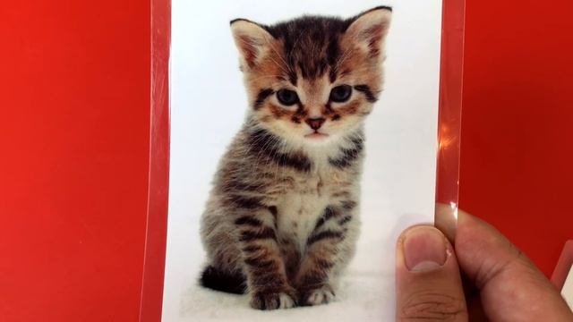 Китайский язык для малышей - карты 2 | Chinese for kids - cards 2 смотреть онлайн