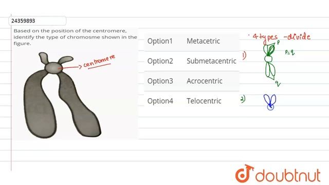 Based on the position of the centromere, identify the type of chromosme shown in the figure. смотреть онлайн
