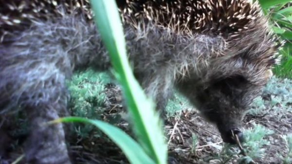 Нервный ёжик! Слепой в хлам!