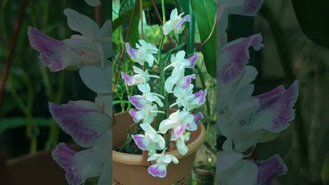 Aerides crispa смотреть онлайн