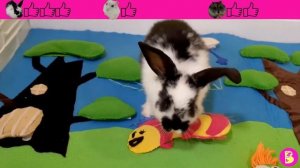 ТРОЛЛИ ЧЕЛЛЕНДЖ для ХОМЯЧКОВ** НАЙДИ БОЛЬШЕ** КТО ПОБЕДИТ?