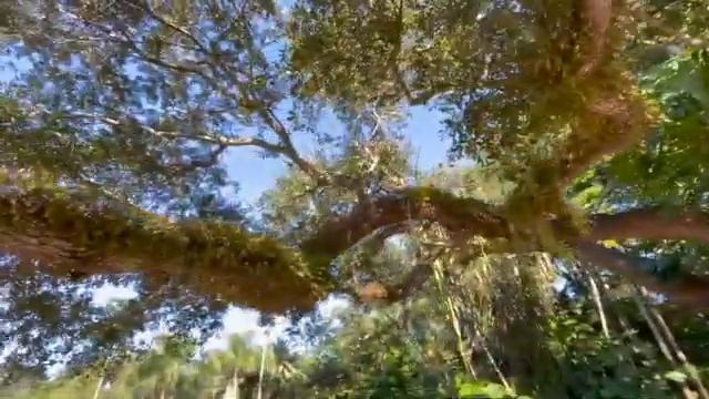 Jungle Fairchild Tropical Botanic Garden philanthropy paradise education Miami Florida USA 12 смотреть онлайн