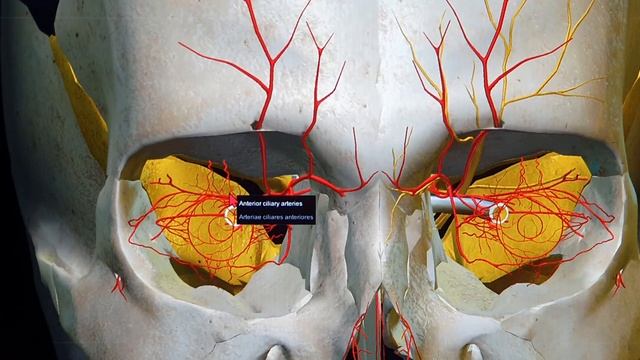 ORBITAL APEX SYNDROME | HOW TO IDENTIFY IN A PATIENT | SIMPLE POINTS смотреть онлайн
