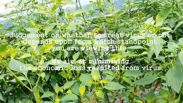 ［Pepper virus］Plant virus inhibitor treatment on TSWV 2 смотреть онлайн