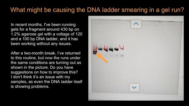 What might be causing the DNA ladder smearing in a gel run? смотреть онлайн