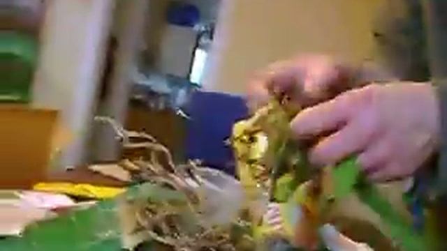 Umtopfen in SERAMIS Spezial-Substrat für Orchideen Teil 3 смотреть онлайн