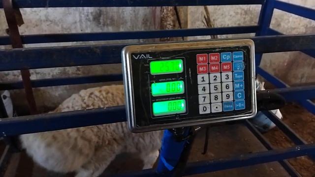 Сын Альбиноса +79054444790 смотреть онлайн