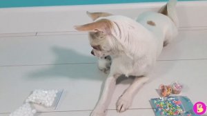 СЛАЙМ ЧЕЛЛЕНДЖ ТОРТ ИЗ КЛЕЯ/ ПИТОМЦЫ ПРОВЕРЯЮТ ЛАЙФХАКИ