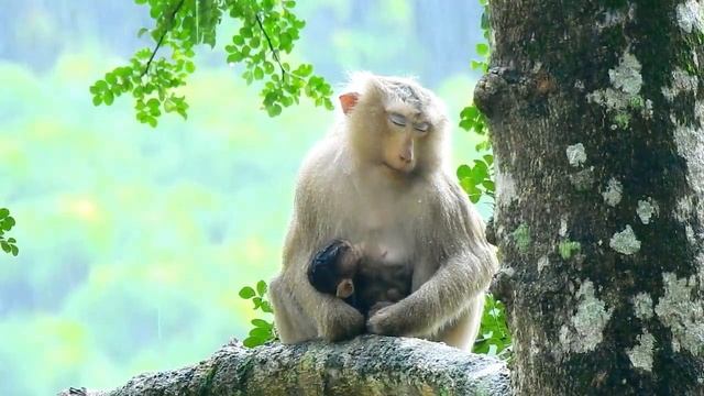 Mom Rose Hugs And Breastfeeds Baby Rainbow In Heavy Rain...They Are Very Cold // Real Life Of Monke
