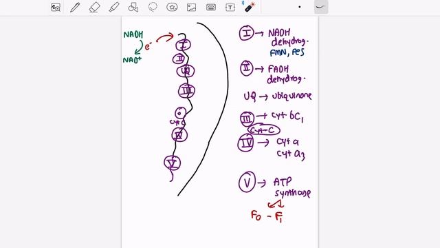 Electron Transport System // Respiration in Plants L 05 // Neet //NCERT//Botany смотреть онлайн