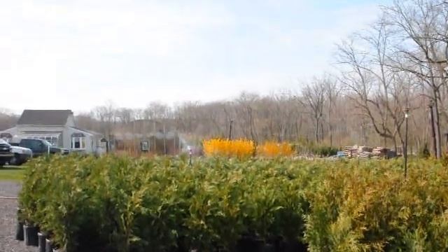 XXX Super Trees and Shrubs for a mixed boarder For Privacy Seclusion смотреть онлайн
