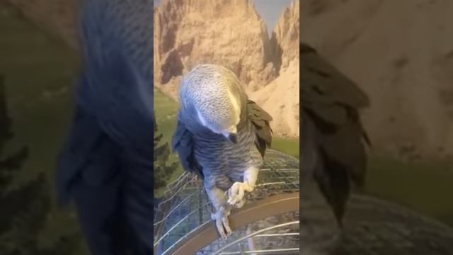 papuga смотреть онлайн