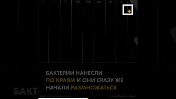 Почему медикаменты бессильны перед бактериями