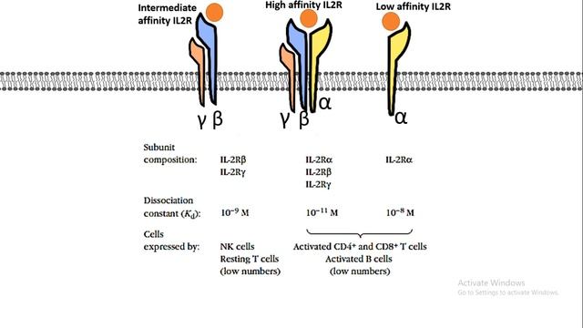 Cytokines : Structure ,sub families ,signaling mechanism and biomedical use смотреть онлайн