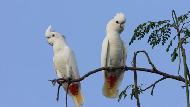 5 Most Endangered Animals in the Philippines смотреть онлайн