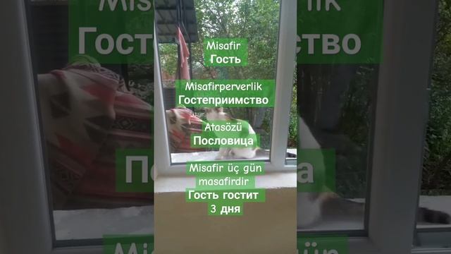 Турецкий по слову в день. Пословицы. Türkçe. Turkish #турция #türkiye #language #турецкийязык смотреть онлайн