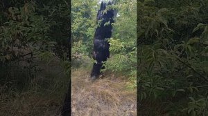 Обряд. Нейтрализовать, Сковать Врагов. Отвод на Атакующих.