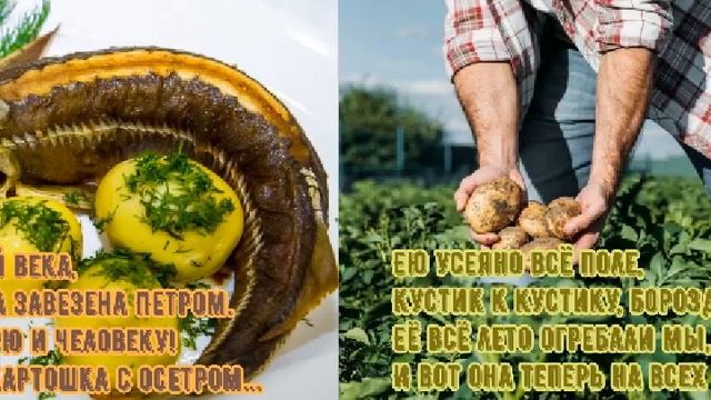 Ода картошке смотреть онлайн