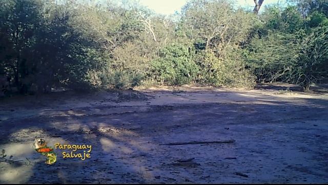 Paraguay Salvaje: Biodiversidad смотреть онлайн