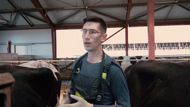 Смещение сычуга КРС. Лапаротомия при смещении сычуга у коров. Александр Радаев о лечении КРС.