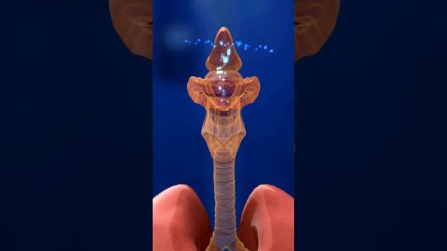 الطريقه الصحيحه لاستخدام بخاخ سيمبيكورتSymbicort لعلاج حساسيه الصدر والربو смотреть онлайн