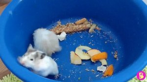 ХОМЯЧОК МАМА СНЕЖКА запихала за щеки всю БУМАГУ