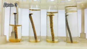 Коррозия металла 1 Химия – Просто