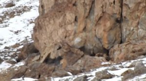 Охота на Памире, январь 2020