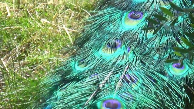 Selma Lagerlöfs Mårbacka - sommaren 2019 смотреть онлайн