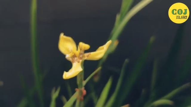Flora and Fauna on COJ Island Video смотреть онлайн