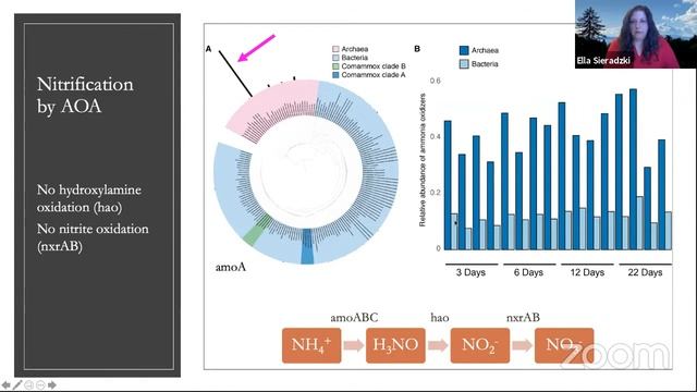Ella Sieradzki: Rhizosphere-nitrogen dynamics through a metatranscriptomic lens смотреть онлайн