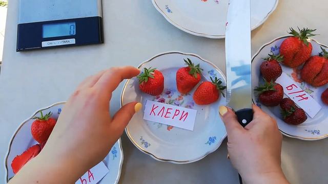 Обзор 4-х сортов КЛУБНИКИ 26.06.2022 смотреть онлайн