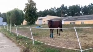 Электропастух для лошадей Киев