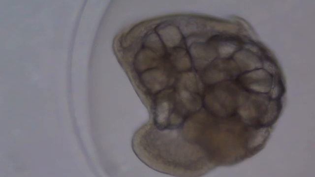 Post RR BEFORE pH Shift Embryo Slowed Lost Color смотреть онлайн