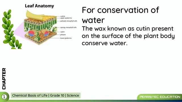 Grade 10 Science English : 1/11 Lipids смотреть онлайн