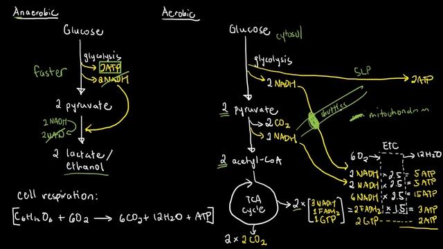 BIOCHEM 45 - Cell Respiration Summary смотреть онлайн