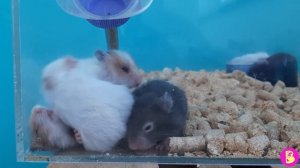 РЕАЛЬНАЯ ЖИЗНЬ ХОМЯЧКА БЛОГЕРА** СМЕШНЫЕ МОМЕНТЫ