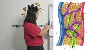 Теория Антицеллюлитного Массажа. Анатомия человека. Жировая ткань. Целлюлит