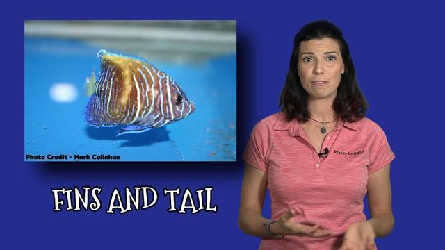 PICKING OUT A New Saltwater Fish - Part One - Hilary Jaffe смотреть онлайн