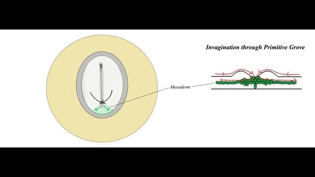 Formation of Mesoderm in chick embryo смотреть онлайн